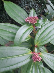 Viburnum davidii