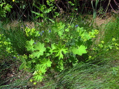 Alchemilla vulgaris
