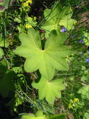 Alchemilla vulgaris
