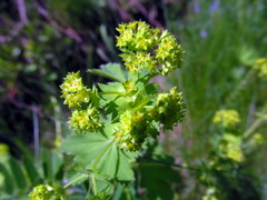 Alchemilla vulgaris