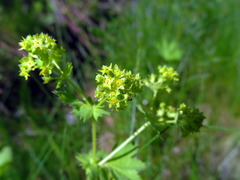 Alchemilla vulgaris