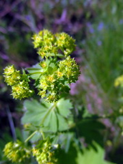 Alchemilla vulgaris
