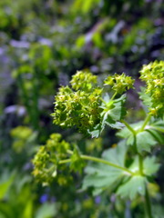 Alchemilla vulgaris