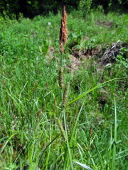 Carex acuta