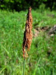 Carex acuta