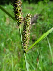 Carex acuta