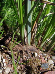 Carex acuta
