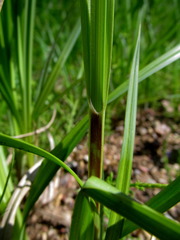 Carex acuta