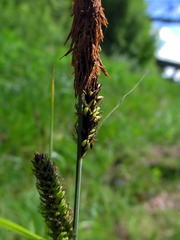 Carex acuta