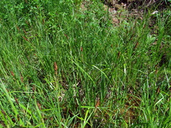Carex acuta