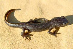 Triturus ivanbureschi