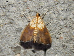 Agrotera nemoralis