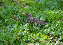 Sturnus vulgaris