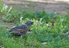 Sturnus vulgaris
