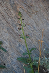 Scrophularia incisa