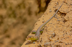 Cnemidophorus cryptus