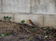 Erithacus rubecula