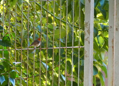 Erithacus rubecula