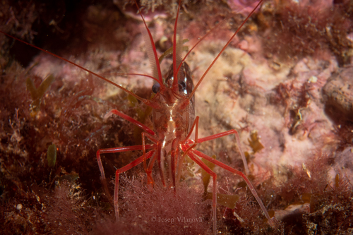 Photo of Mediterranean shrimp (Lysmata seticaudata)