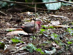Lagonosticta rhodopareia