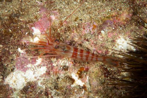 Photo of Mediterranean shrimp (Lysmata seticaudata)