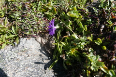 Primula minima