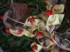 Adenanthera pavonina