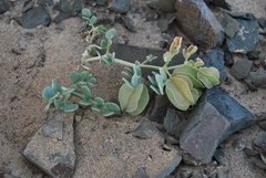 Zygophyllum pterocarpum