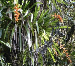 Guzmania multiflora