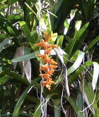Guzmania multiflora