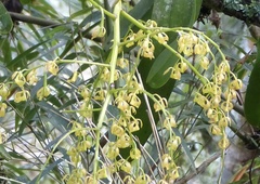 Vandoideae