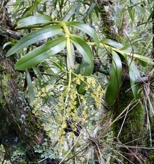 Vandoideae
