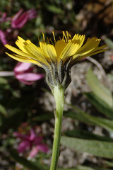 Tolpis staticifolia