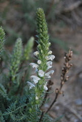 Pedicularis achilleifolia