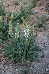 Pedicularis achilleifolia