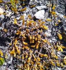 Breutelia substricta