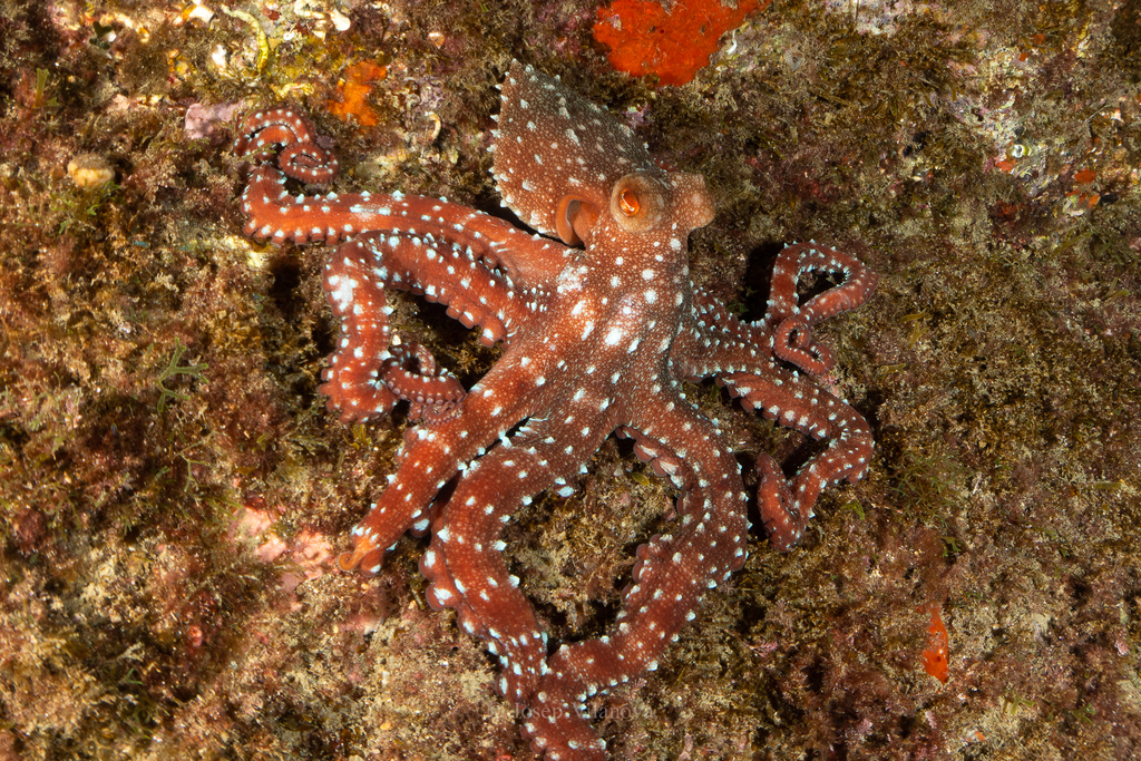 Atlantic White-spotted Octopus from Girona, Cataluña, Spain on January ...