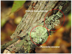 Punctelia caseana