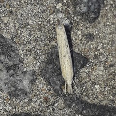 Lepidoptera