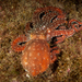 Callistoctopus macropus - Photo 由 josepvilanova 所上傳的 (c) josepvilanova，保留部份權利CC BY-NC