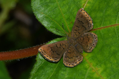 Chalodeta lypera