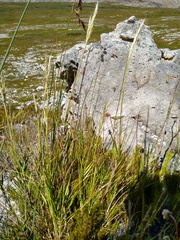 Pentameris obtusifolia