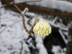 Edgeworthia chrysantha