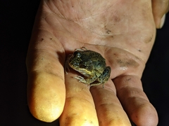 Leptodactylus podicipinus