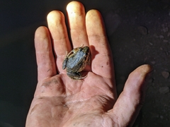 Leptodactylus podicipinus