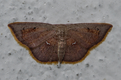 Chrysocraspeda olearia