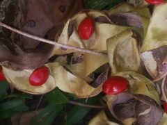 Adenanthera pavonina