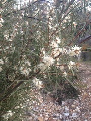 Hakea carinata