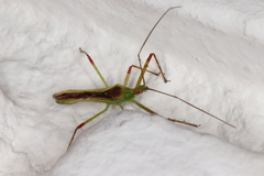 Atopozelus