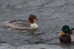 Mergus merganser
